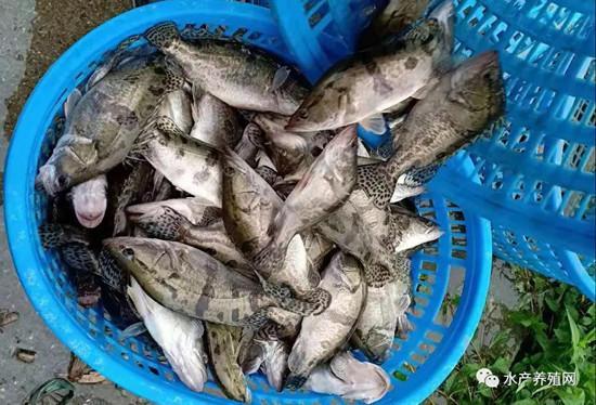 中秋前水產(chǎn)市場(chǎng)現(xiàn)分化 常規(guī)魚(yú)價(jià)“跳水”，黑魚(yú)價(jià)格堅(jiān)挺