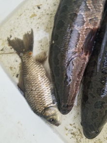 從魚(yú)塘到餐桌的起點(diǎn) 我在江蘇老家收購(gòu)水產(chǎn)品的日常與感悟