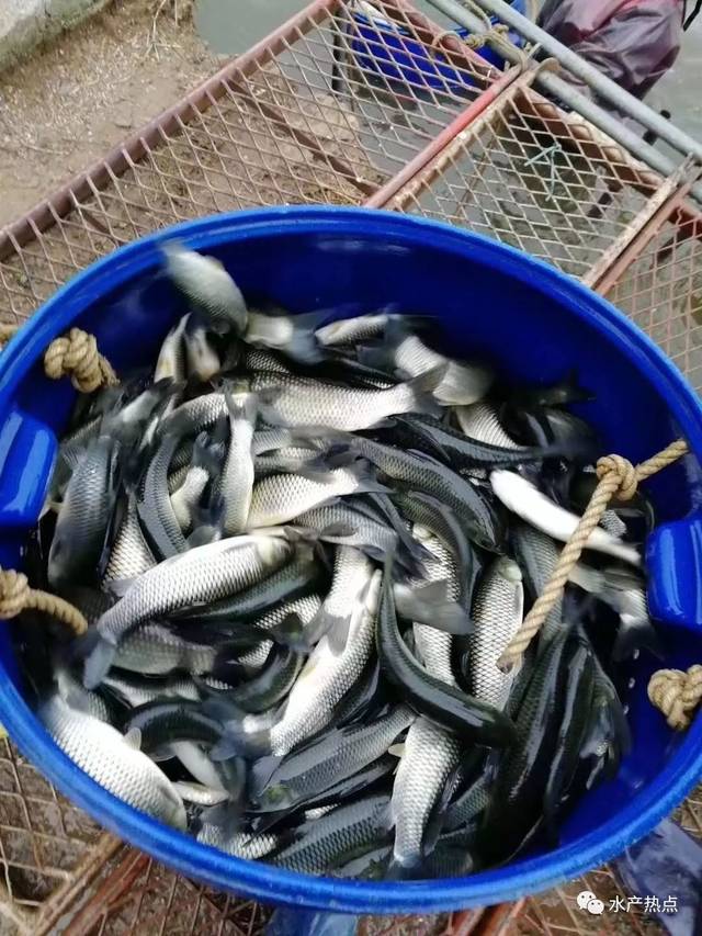 普漲0.2元/斤！草魚(yú)的春天來(lái)了，還是回光返照？