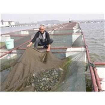 遼寧顏楊水產(chǎn) 水產(chǎn)品收購(gòu)產(chǎn)業(yè)鏈中的玉米收購(gòu)業(yè)務(wù)解析