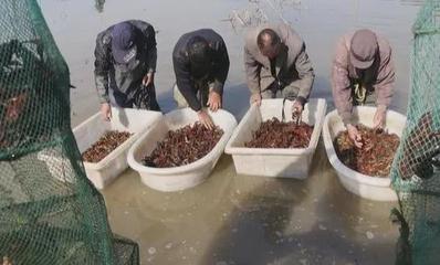 水產(chǎn)品價(jià)格過(guò)山車(chē) 養(yǎng)殖戶(hù)遇“寒冬”，消費(fèi)者嘆“吃不起”