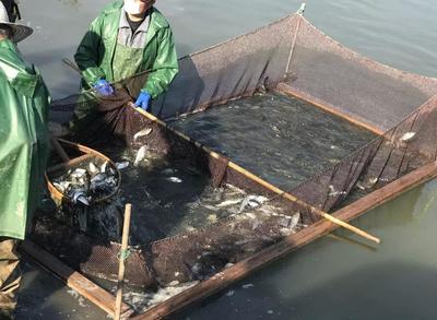 春回大地潤(rùn)江流 崇明19萬(wàn)尾魚(yú)苗入江記