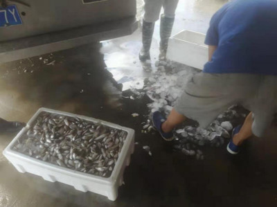 高新區(qū)開(kāi)展伏季休漁期間漁業(yè)安全生產(chǎn)檢查行動(dòng)，保障水產(chǎn)品收購(gòu)流通平穩(wěn)有序