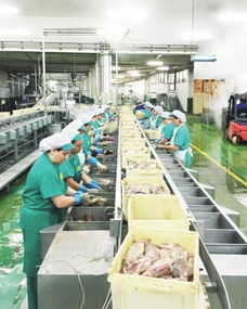 上海水產(chǎn)集團(tuán) 全產(chǎn)業(yè)鏈布局，從漁場(chǎng)到市場(chǎng)的品質(zhì)保障