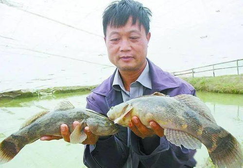 從10元到24元 水產(chǎn)品價(jià)格飆升背后的市場(chǎng)邏輯與養(yǎng)殖戶(hù)的抉擇