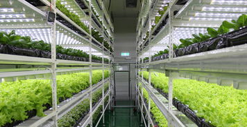 生物技術驅動下的中國植物工廠 從追趕到引領的綠色革命